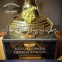 Cannabis seeds Auto Oh My Gusher® from Dutch Passion